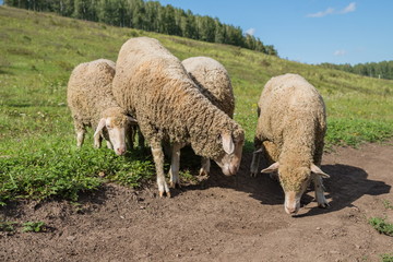 Овцы трусливо жмутся друг к другу на фоне луга. 