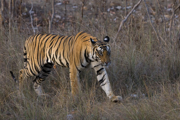 Fototapeta na wymiar Tiger durchstreift das Grasland