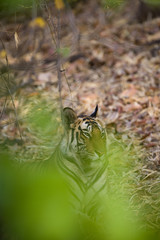 Tigerin liegt im Wald