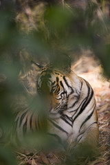 Fototapeta na wymiar Tigerin liegt im Wald