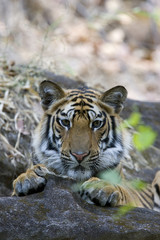 Tiger beobachtet die Beute