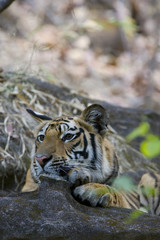 Tiger beobachtet die Beute