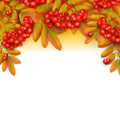 Beautiful greeting card with realistic 3d mesh rowan branch isolated on a white background. Rowan branch with orange leaves and ashberry. Vector illustration