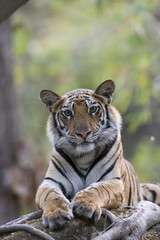 Junge Tigerin auf einem Baumstamm
