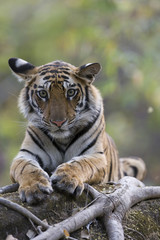 Junge Tigerin auf einem Baumstamm