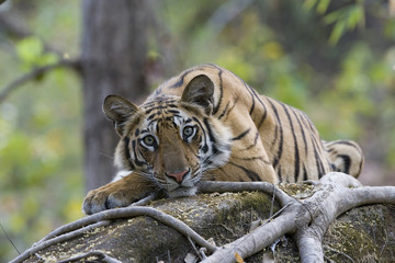 Junge Tigerin liegt auf einem Baumstamm