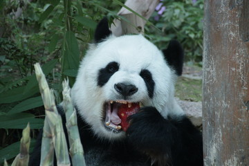 Female Giant Panda in Thailand, eating Red Apple