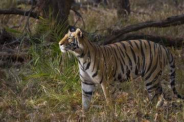Tiger beobachtet die Umgebung