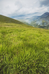 Fototapeta premium Green fresh grass. Pass Kara-Turek, mountain Altai,