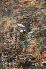 Tiger durchstreift den Wald