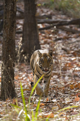 Tiger durchstreift den Wald