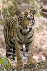 Junger Tiger kommt aus dem Wald