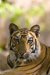 Tiger Portraet