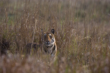 Tiger im hohen Gras
