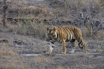Dominanter Tiger durchstreift sein Revier © aussieanouk