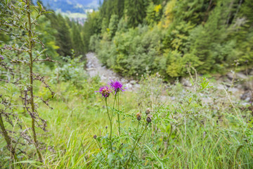 Fototapeta premium Close-Up to Alpine Thistle at Oberstdorf / Bavaria