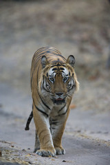 Dominanter Tiger laeuft auf dem Fahrweg