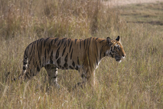 Koenigstiger Bilder Durchsuchen 711 Archivfotos, und