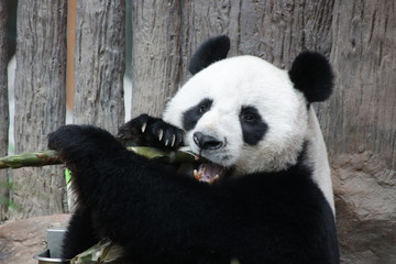 Male Giant Panda in Thailand, eating Bamboo Shoot