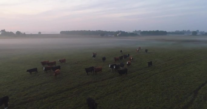 Aerial view of the cows in fog on the green field at sunset. Dusk / Evening. Nature landscape.