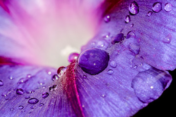 Abstract close up of the purple Morning glory flower with rain drops