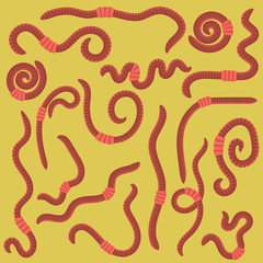 Animal Earth Red Worms