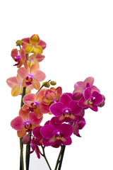 Beautiful pink and orange orchid  - phalaenopsis