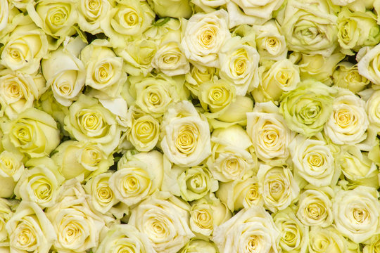 yellow roses background