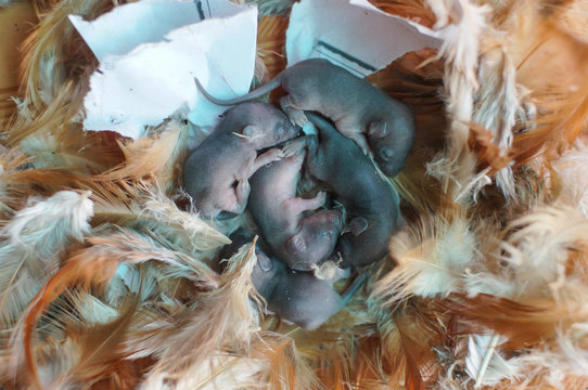 36 2 Best Baby Mouse Images Stock Photos Vectors Adobe Stock