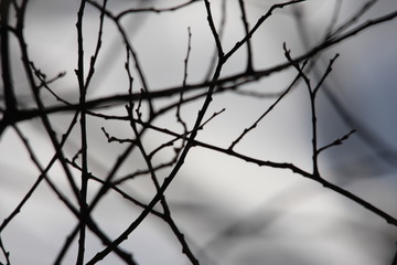 Fototapeta na wymiar branch and bud of tree in winter