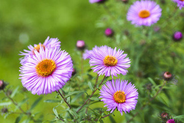 Aster flowers blooming in garden summer time.