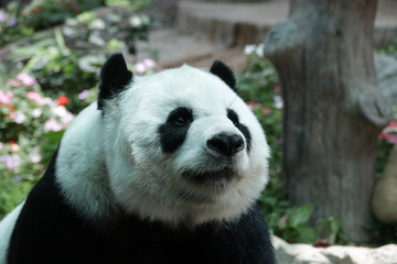 Fototapeta premium Closed-up Female Giant Panda in Thailand
