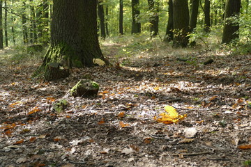 colorful leaf in autumn with dew drops