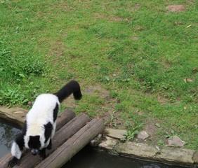 Naklejka na ściany i meble Black-and-white ruffed lemur