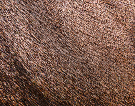 brown cowhide wool