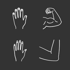 Obraz premium Human body parts chalk icons set