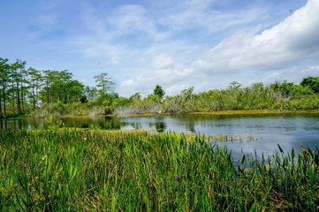 beautiful swamp river in summer