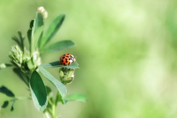 Ladybug