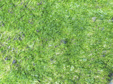 Gutweed or grass kelp background