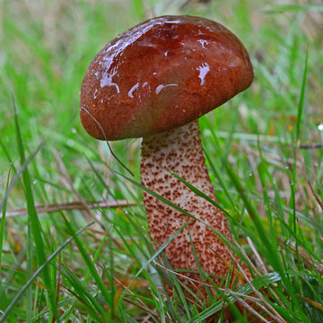 leccinum vulpinum mushroom