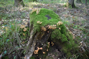 Stockschwämmchen
