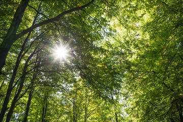 Fototapeta na wymiar sun star in a forest in autumn