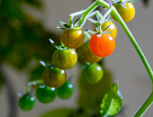 Close-up of wild tomato panicle I