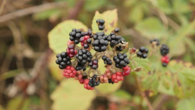 European blackberry bramble close-up