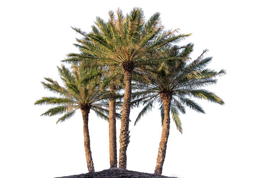 four palm trees