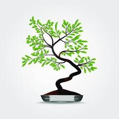 Bonsai tree in pot .Vector illustration.