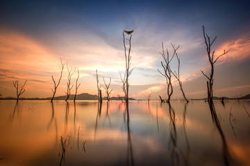 dead tree are in the lake at lowest tide of the season with alone bird at dark dramatic sunset in background