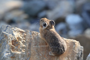 Pika Glacier NP Montana USA