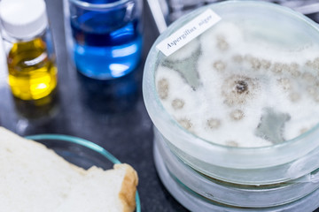 Fungus from bread in Petri dishes and medicine for education in laboratories.