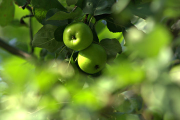 apples on a tree